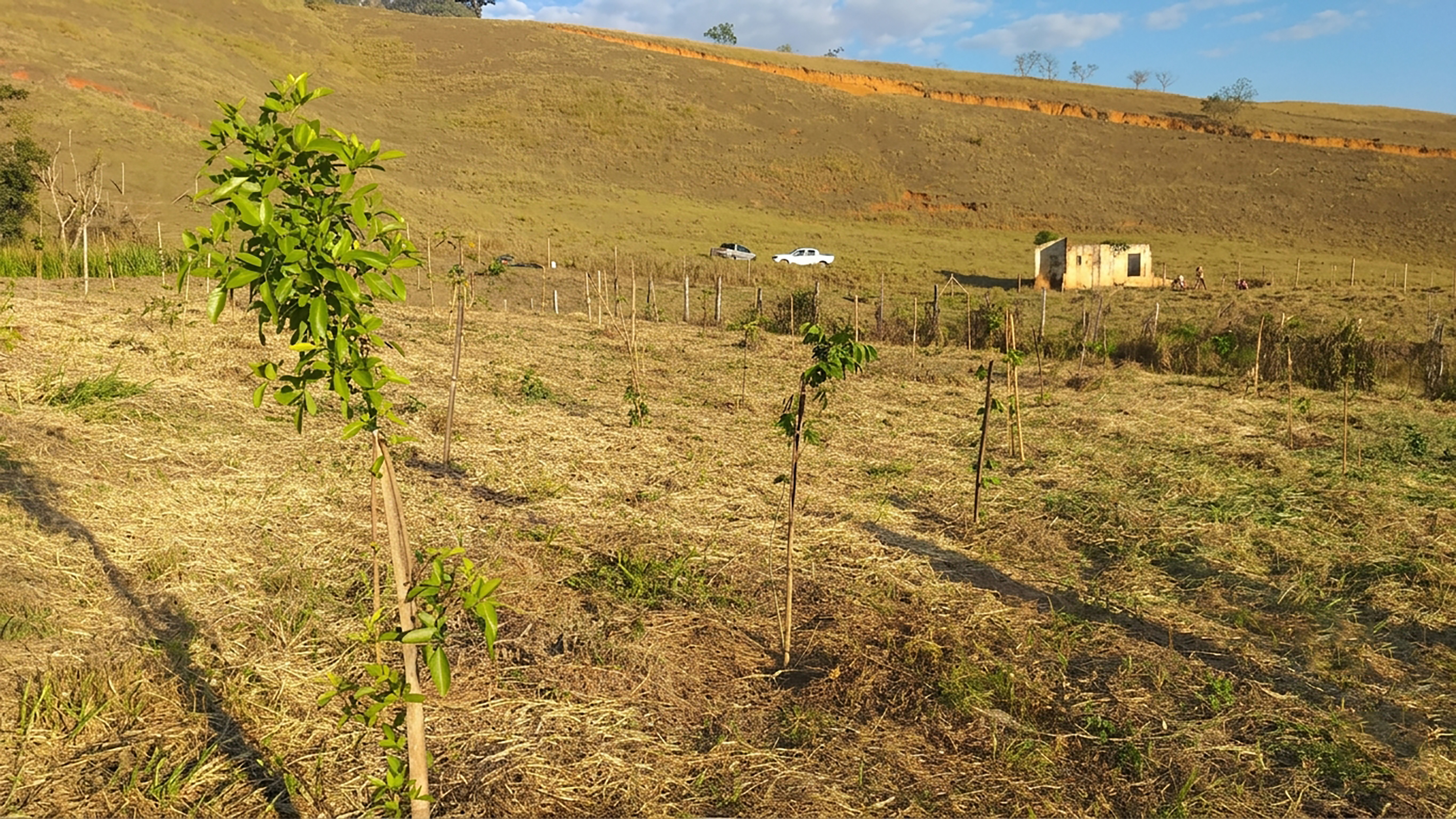 Vegetação do projeto Conexão Mata Atlântica