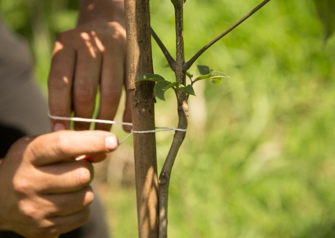 Atividades de reflorestamento e manejo ambiental em campo